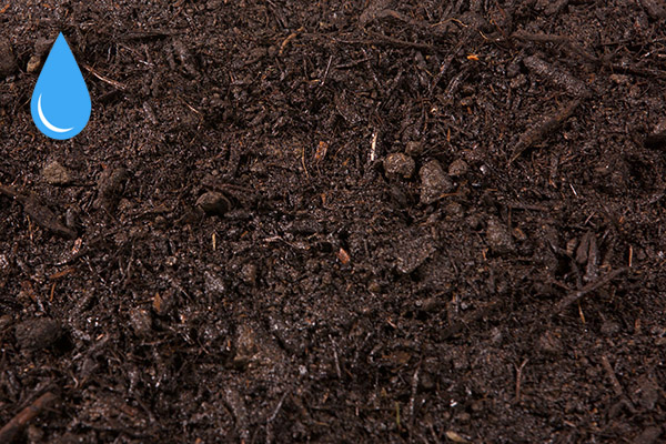 Green Sweep — wet